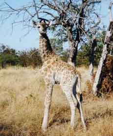 Newborn Giraffe