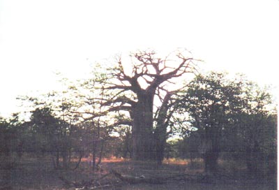 Baobab Tree