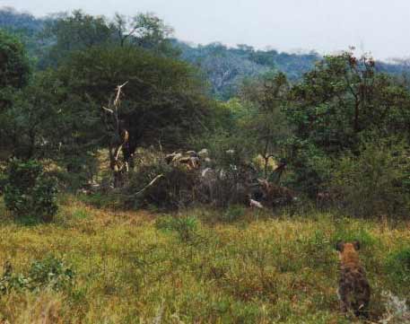 "African Disposal Squad" at work on dead elephant