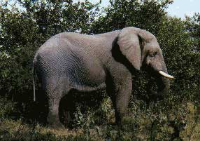 Elephant