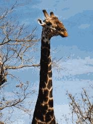 Giraffe