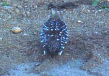 Francolin