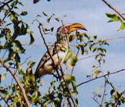 Hornbill