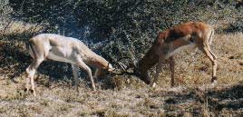 Impalas at Play