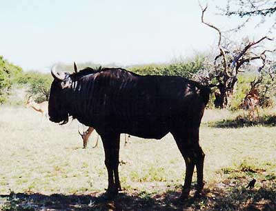 Wildebeest