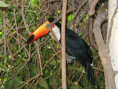 Toucan